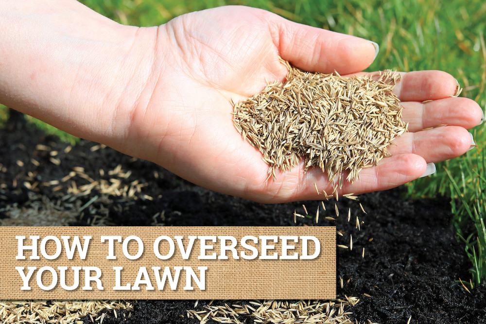 How To Overseed Your Lawn For Spring - Costello's Ace