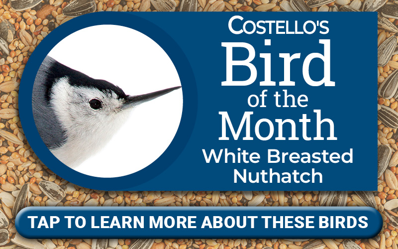 Bird of the Month - White Breasted Nuthatch - Costello's