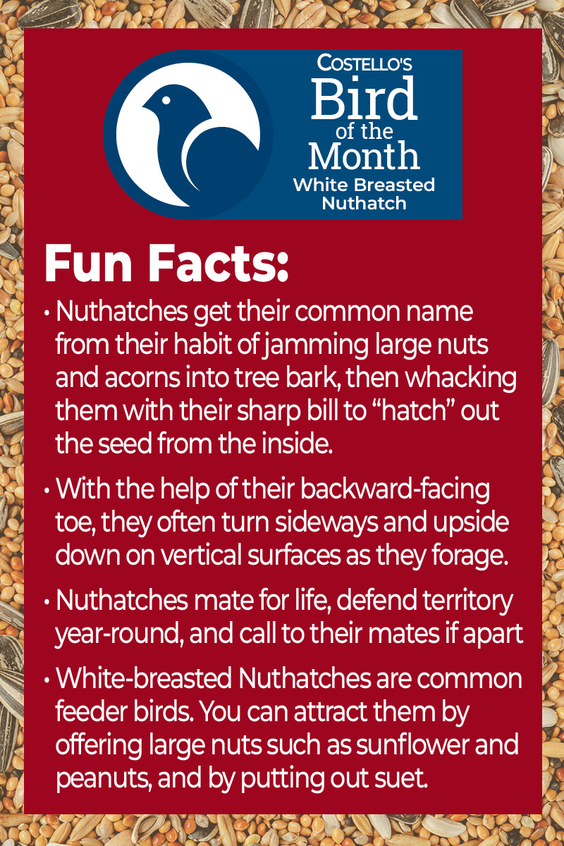 Bird of the Month - White Breasted Nuthatch Facts- Callout