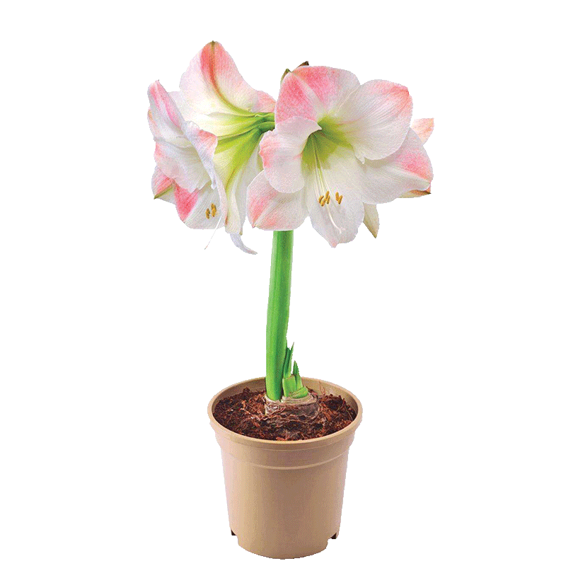 Amaryllis Gift Boxes