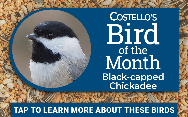 April Bird of the Month - Black-capped Chickadee