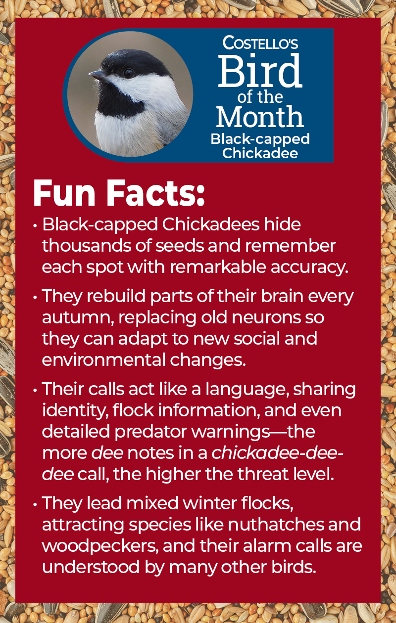 Black-capped Chickadee