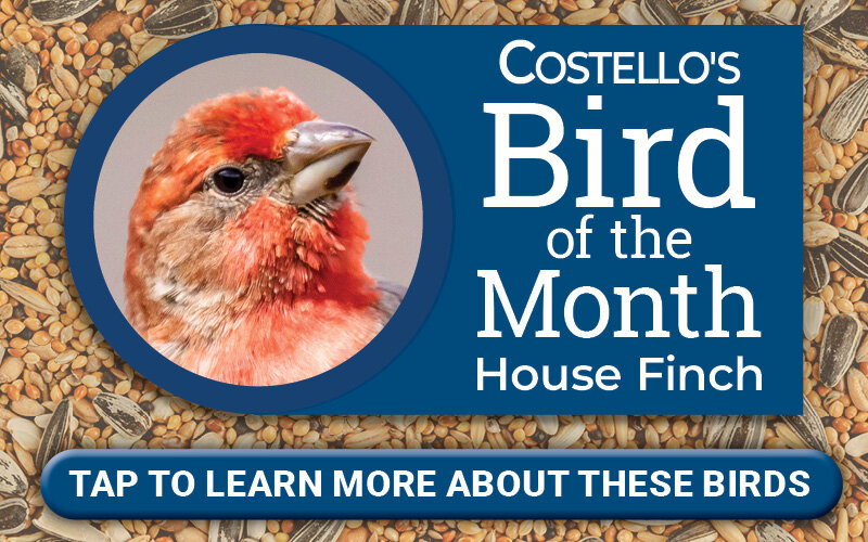 Bird of the Month - House Finch