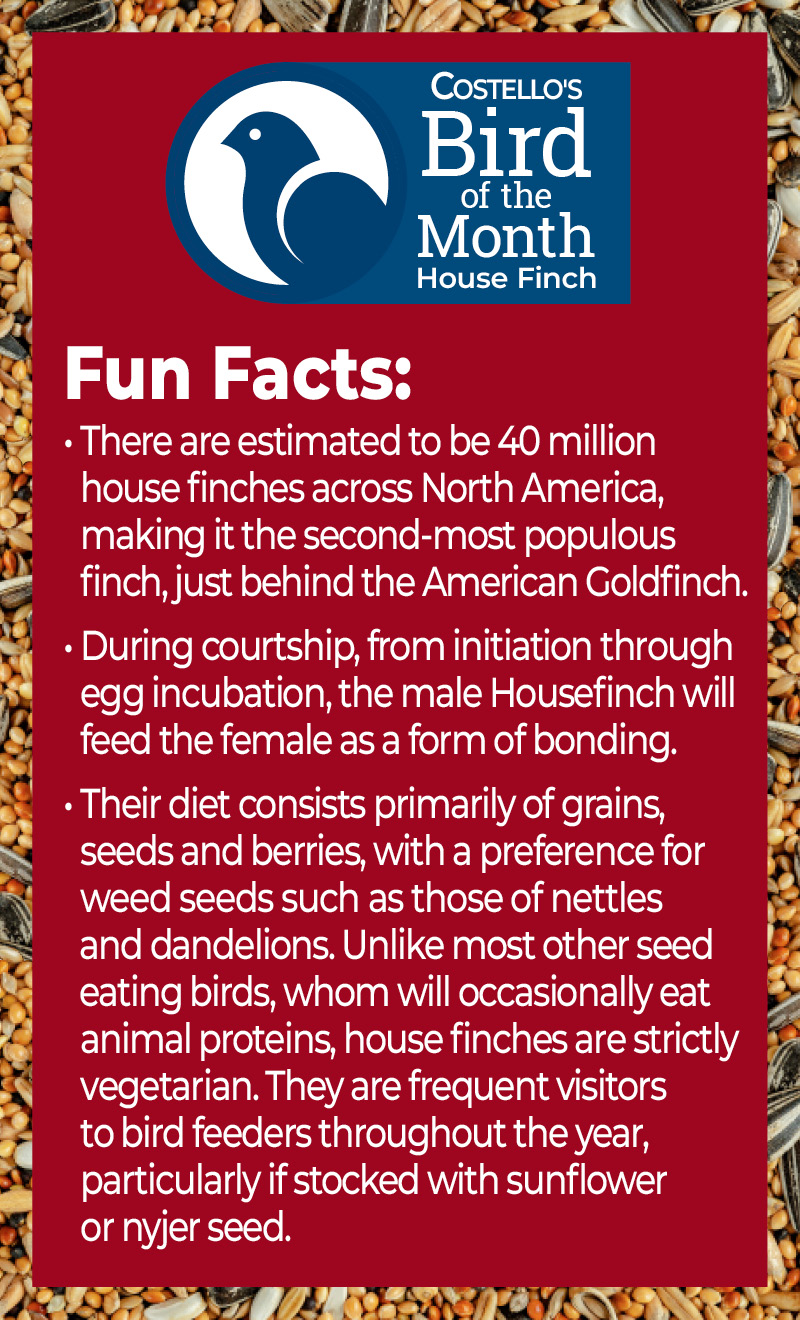 Facts about House Finches