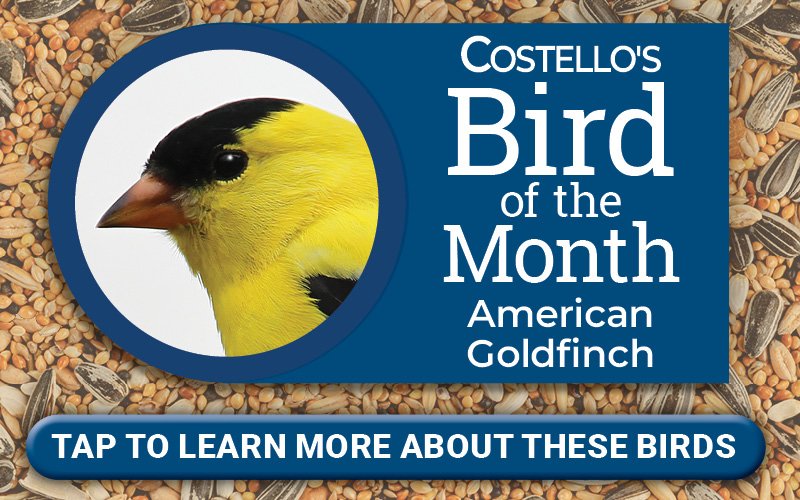 Bird of the Month - American Goldfinch