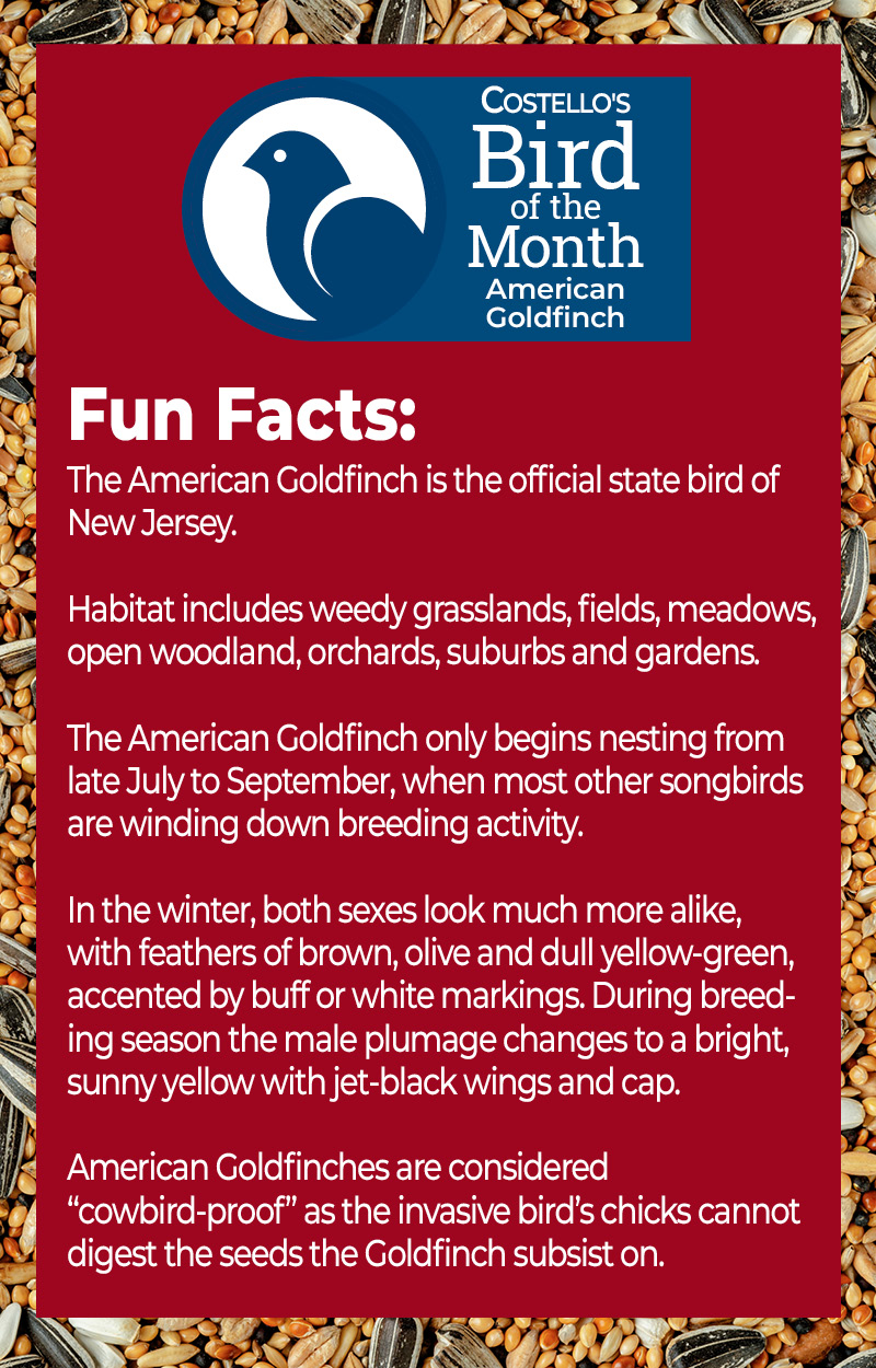 Bird of the Month - American Goldfinch Facts