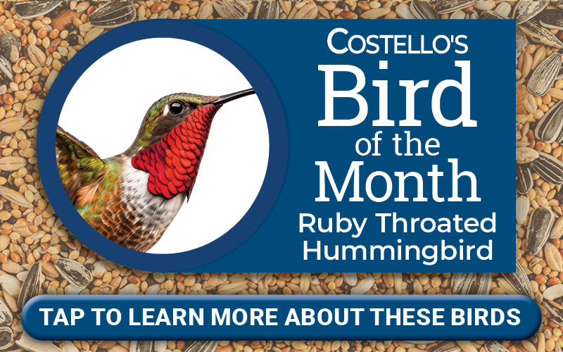 Bird of the Month - Ruby Throated Hummingbird