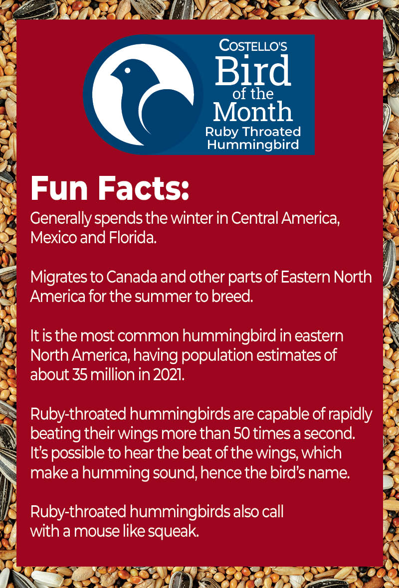 BotM - Ruby Throated Hummingbird - Facts