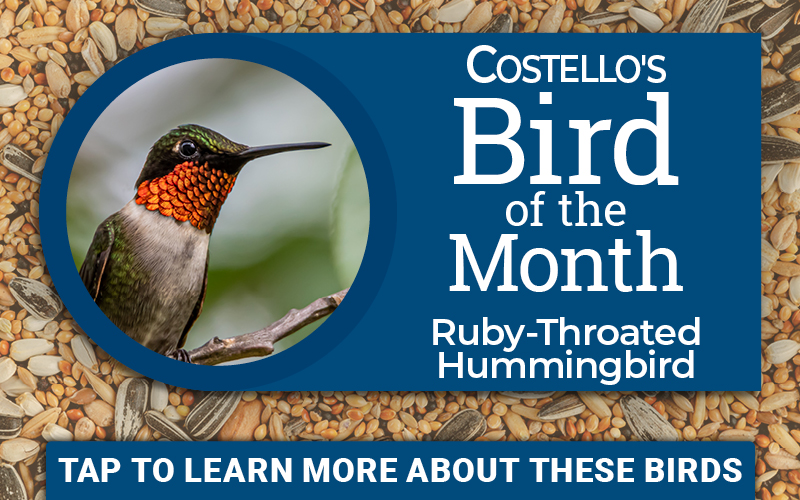 Bird Of The Month: Ruby-Throated Hummingbird