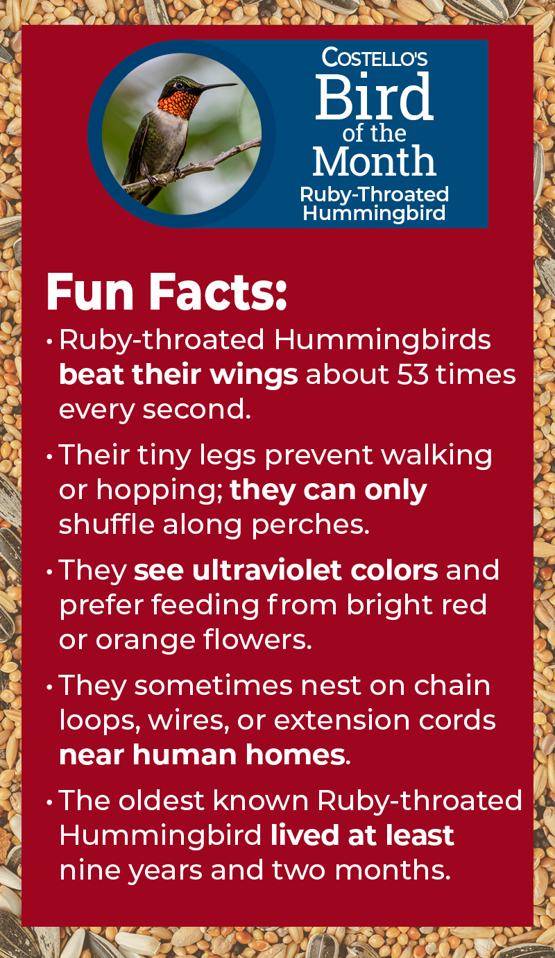 Bird Of The Month: Fun Facts