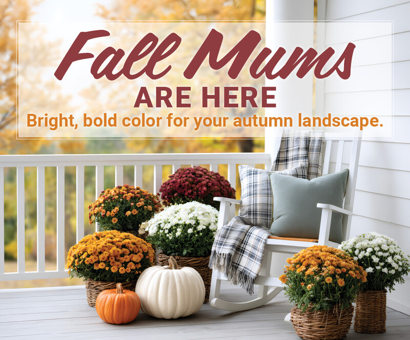 Fall Mums Are Here