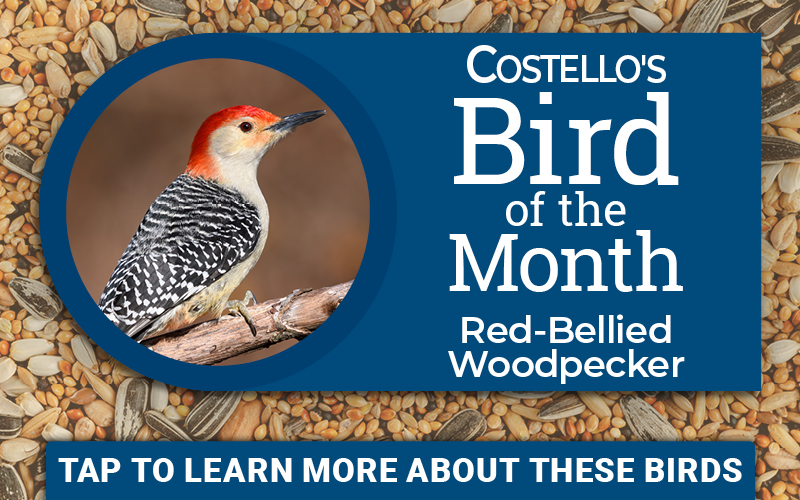 Bird Of The Month: Red-Bellied Woodpecker