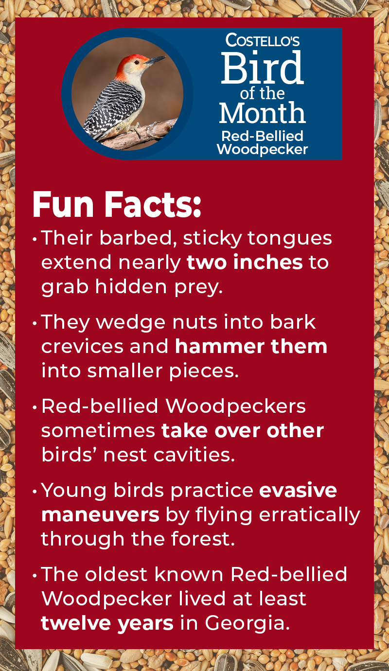 Bird Of The Month: Red-Bellied Woodpecker Fun Facts