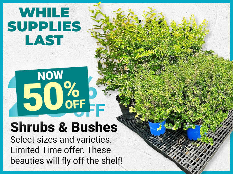 Shrubs and Bushes