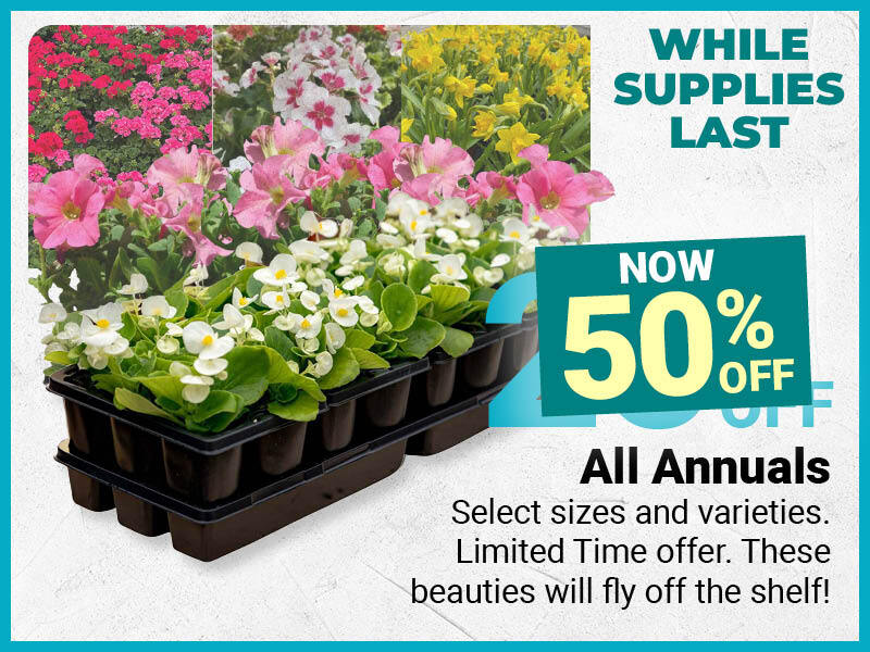 Buy Two Get One FREE Select Hanging Baskets