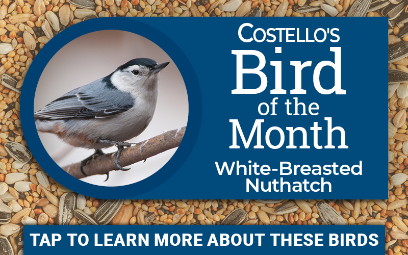 Costello's Bird of the Month - October