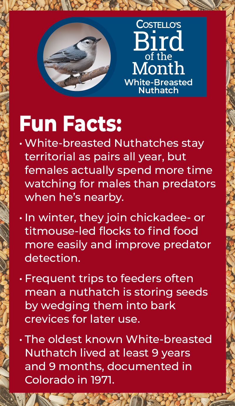 Costello's Bird of the Month - September Facts