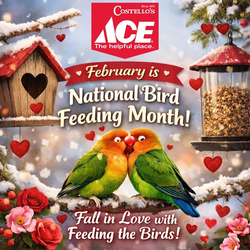 Costello's Ace Fall in love