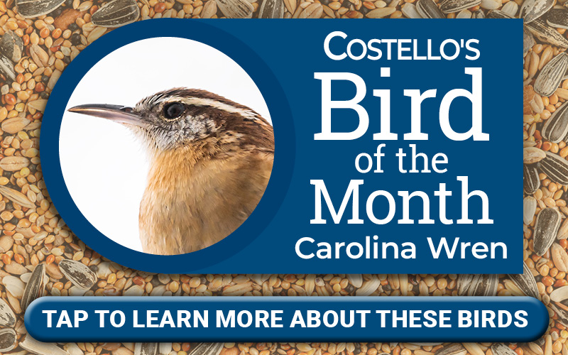 Bird of the Month - Carolina Wren