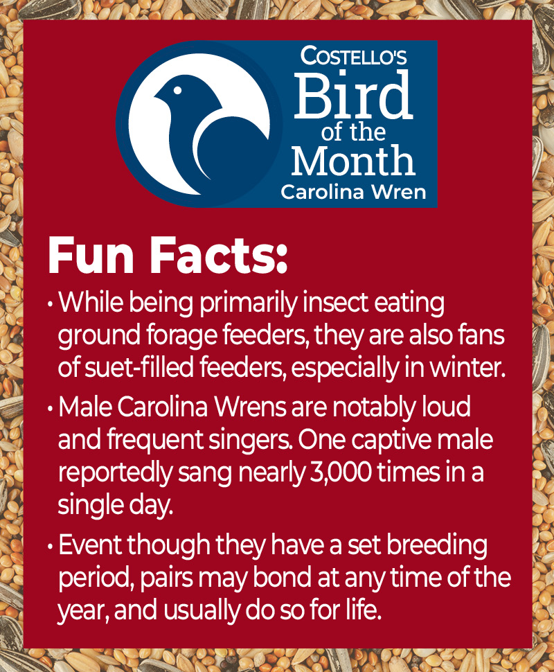 Bird of the Month - Carolina Wren - Facts