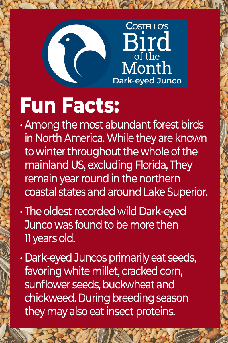 Bird of the Month - Dark-eyed Junco - Facts