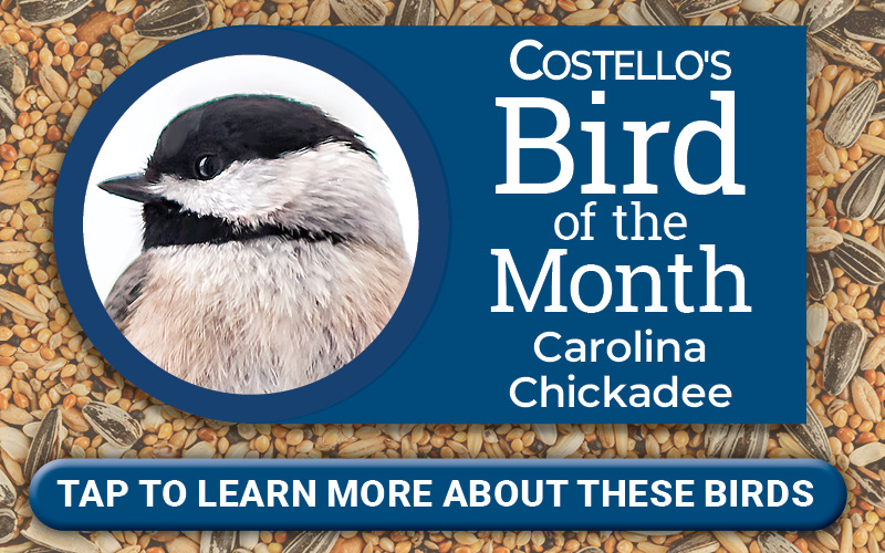 Bird of the Month - Carolina Chickadee