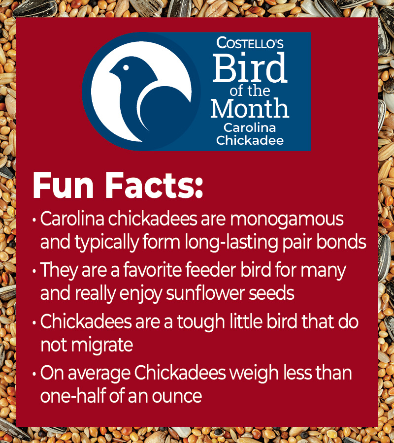 Bird of the Month - Carolina Chickadee Facts