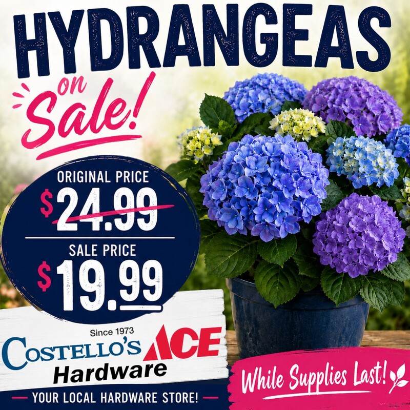 Hydrangeas on Sale!
