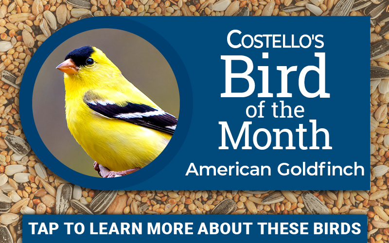 July Bird of The Month - American Goldfinch