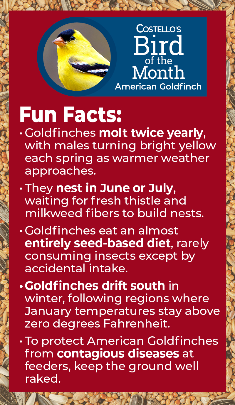Fun Facts about the American Goldfinch