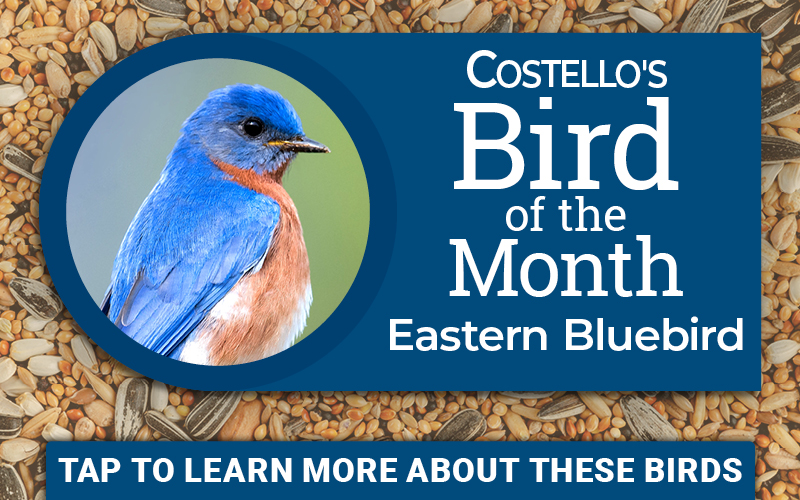 Costello's Bird of the Month - Eastern Bluebird