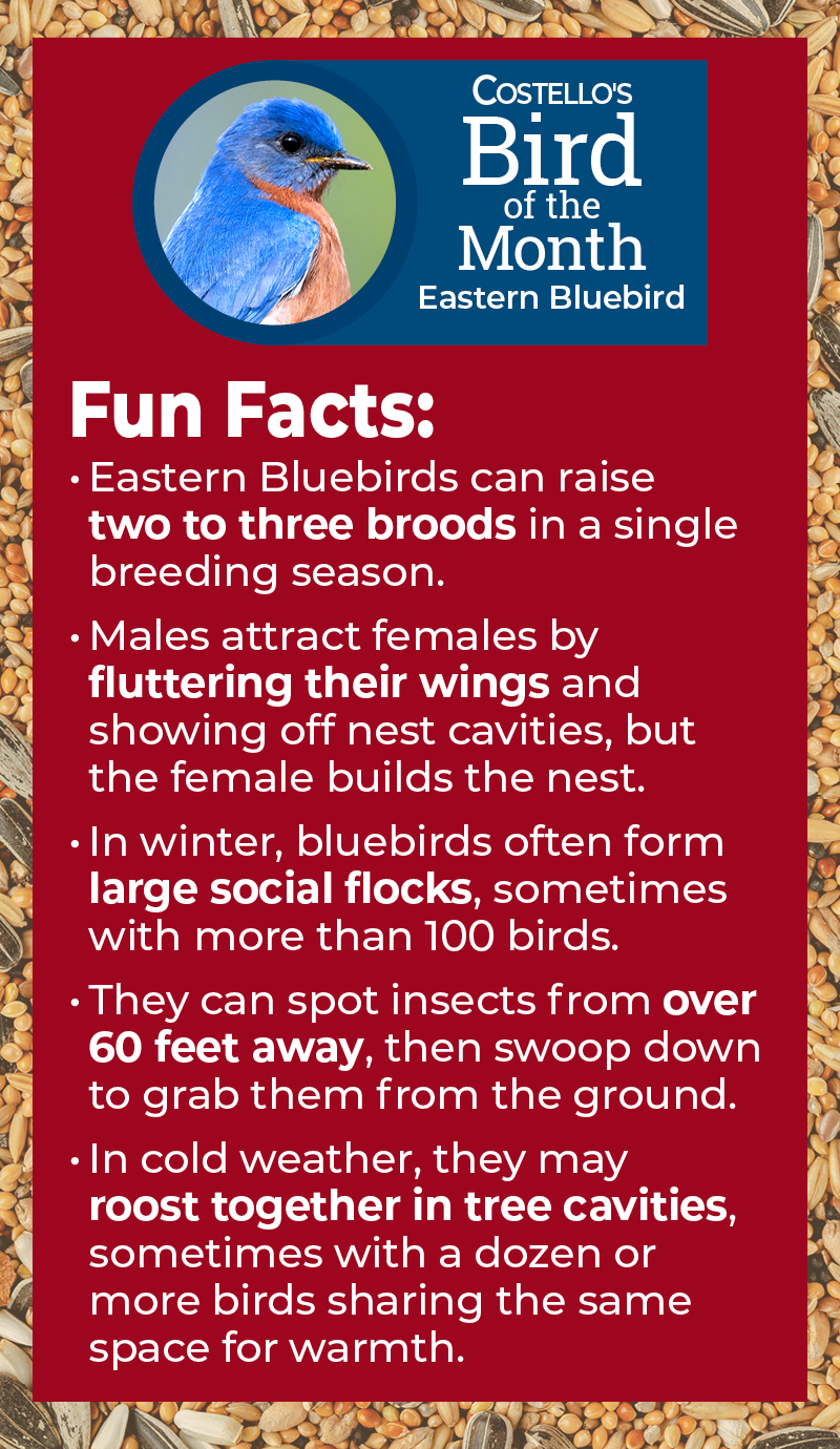 Costello's Bird of the Month - Eastern Bluebird Facts