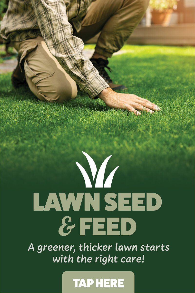 Lawn Seed & Feed