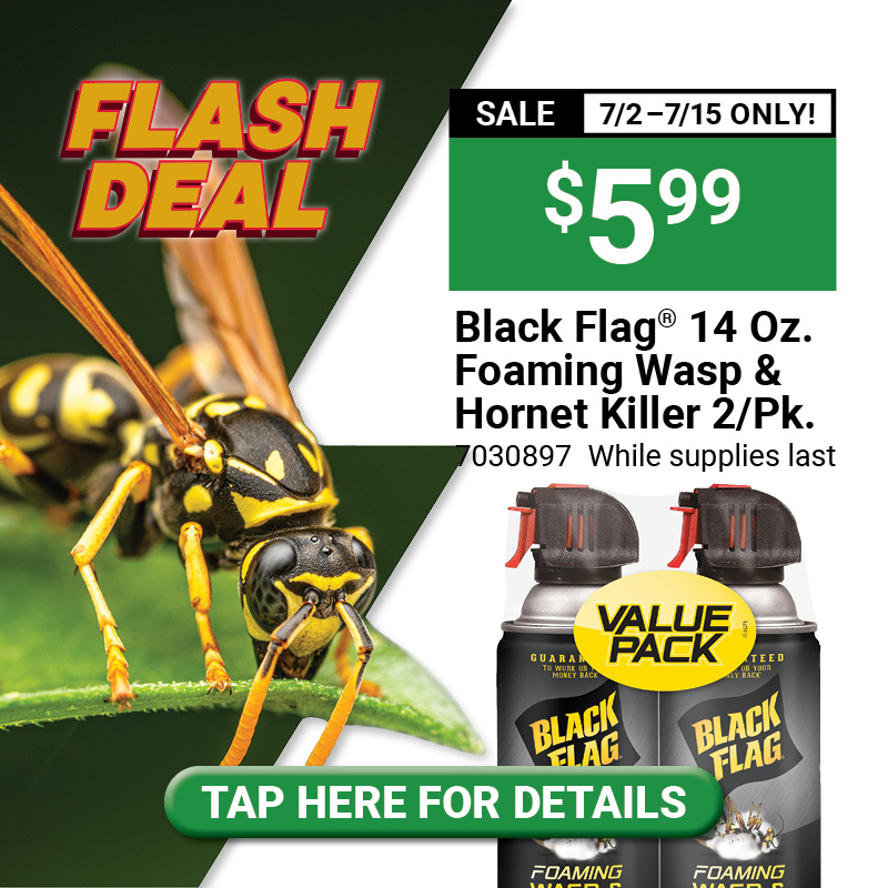 Black Flag® 14 Oz. Foaming Wasp & Hornet Killer, 2/Pk.