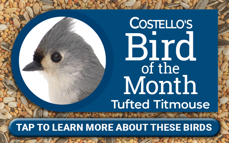 Bird of the Month - Tufted Titmouse