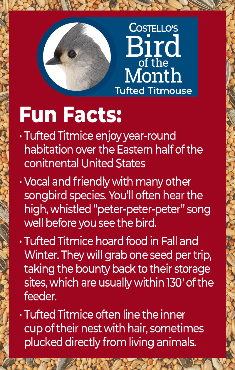 Facts about the Tufted Titmouse