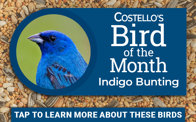 May Bird of the Month - Indigo Bunting