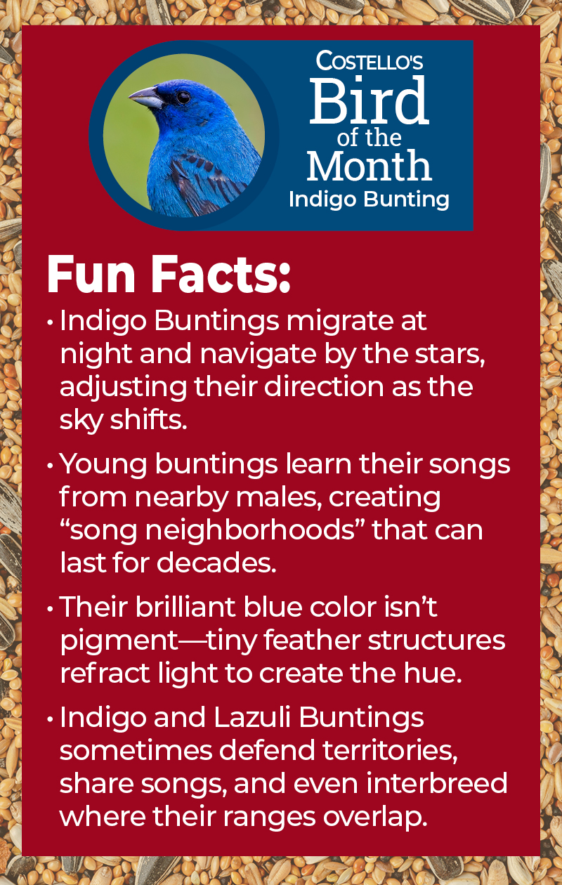 Indigo Bunting Facts