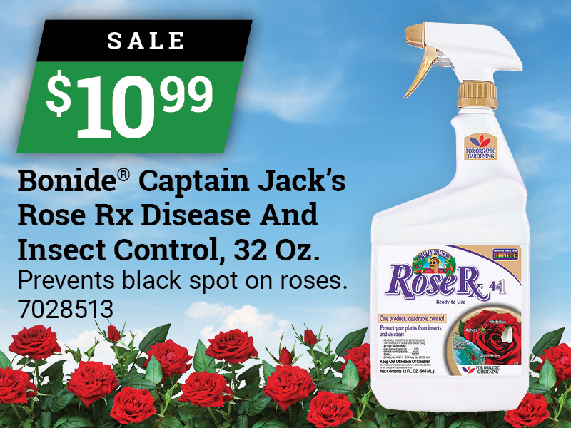 Bonide® Captain Jack’s Rose Rx Disease And Insect Control, 32 Oz.