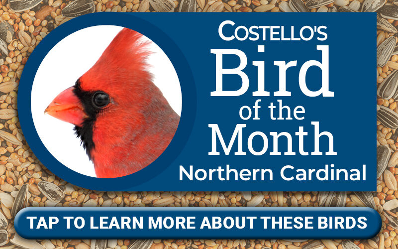 Bird of the Month - Northern Cardinal