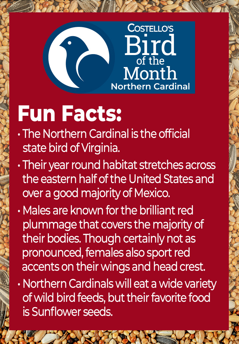 Bird of the Month - Northern Cardinal Fun Facts